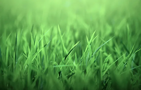 Картинка трава, природа, листочки, зелёная
