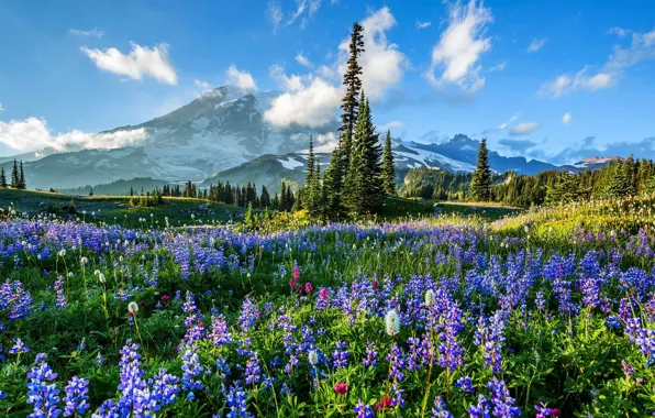 Деревья, цветы, горы, поляна, USA, США, Mount Rainier National Park, люпины