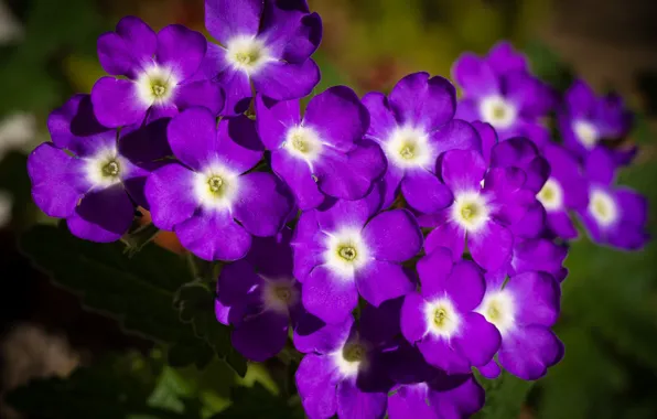 Фиолетовые, цветочки, Вербена