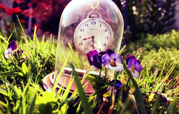 Картинка лето, трава, стекло, часы, Анютины глазки