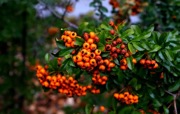 Fruit, leaf, twig