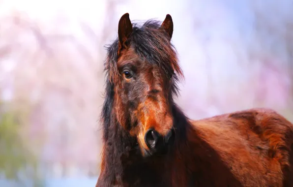 Картинка фон, конь, лошадь