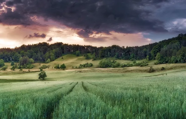 Картинка поле, лето, небо, природа