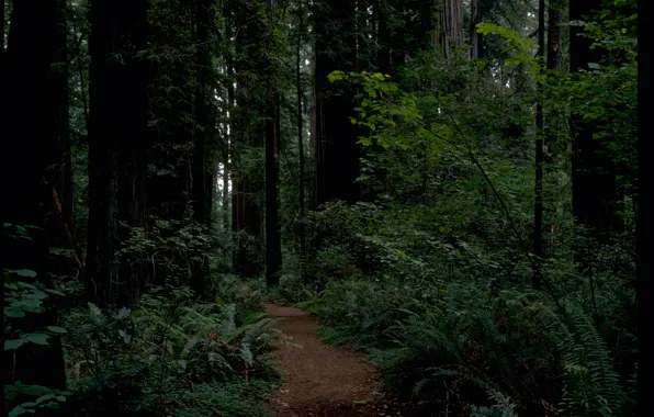 Картинка лес, деревья, природа, Калифорния, USA, США, тропинка, California