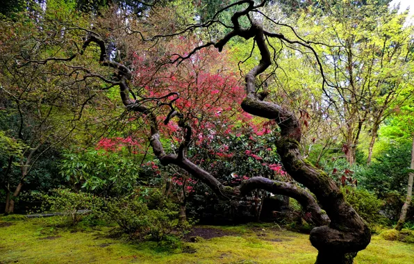 Дерево, сад, японский, изогнутое