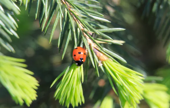 Insect, spruce, greed, ladybird, twig