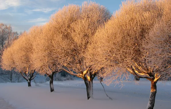 Картинка зима, снег, деревья, закат