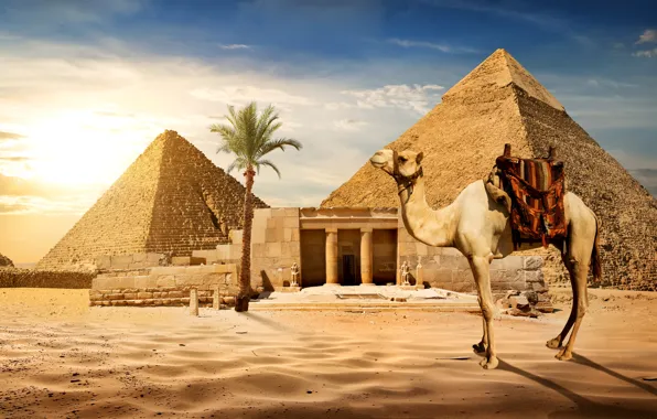 Картинка песок, небо, солнце, пальма, камни, пустыня, верблюд, Египет