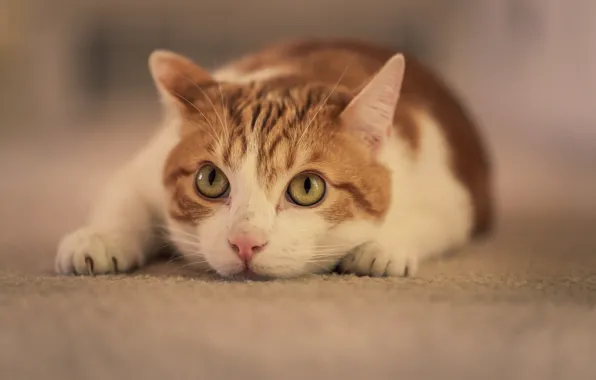 Картинка кошка, взгляд, поза, бело-рыжая
