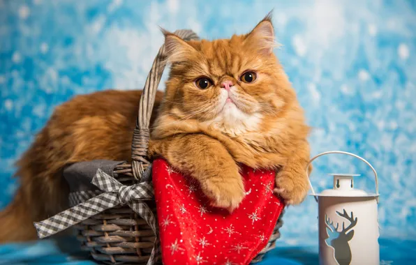 Кошка, кот, взгляд, поза, портрет, лапки, рыжий, Рождество