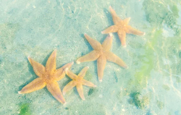 Картинка вода, морские звезды, Белое море