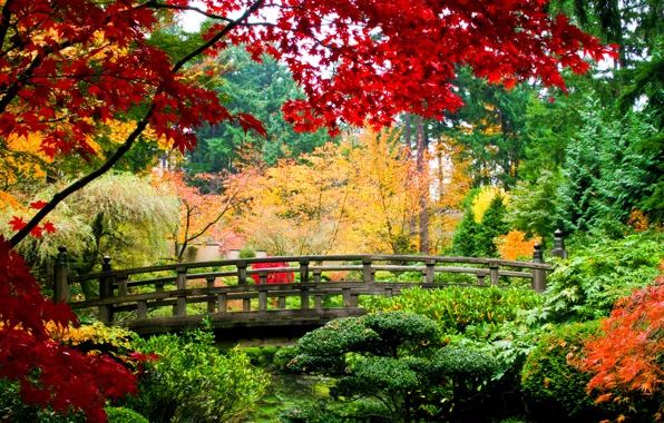 Осень, деревья, мост, парк, кусты