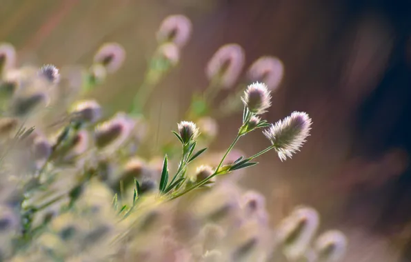 Картинка трава, солнце, макро, цветы, природа, боке