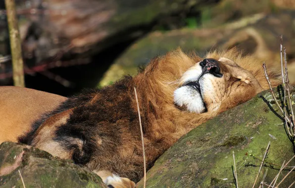 Картинка кошка, морда, отдых, камень, сон, лев, спит