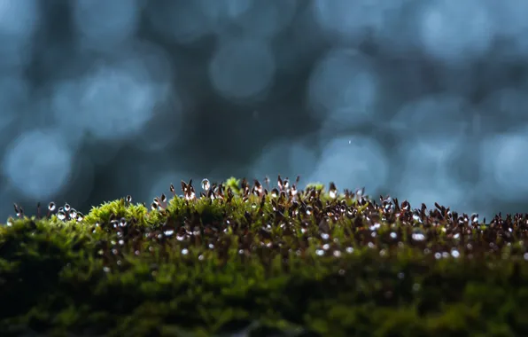 Природа, Капли, Трава, Растение, Зеленый, Роса, Растения, Nature