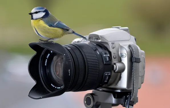 Птица, Фотоаппарат, птичка, синица