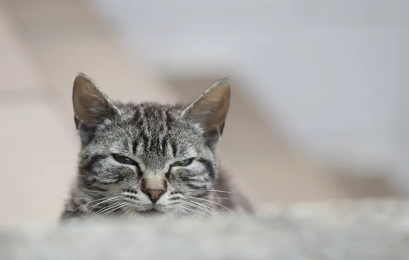 Картинка кошка, кот, взгляд, серый, портрет, полосатый