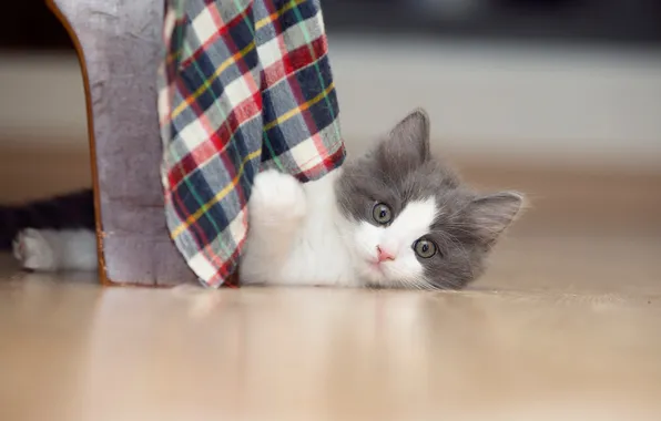 Кошка, взгляд, поза, котенок, серый, полотенце, малыш, стул
