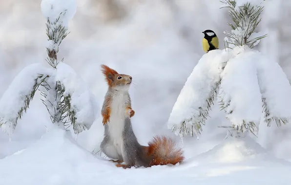 Зима, лес, взгляд, снег, ветки, природа, поза, птица