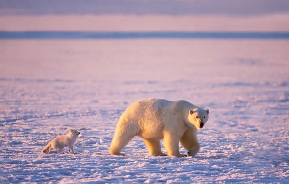 Картинка лёд, мишка, белый медведь, арктика, песец, белые медведи