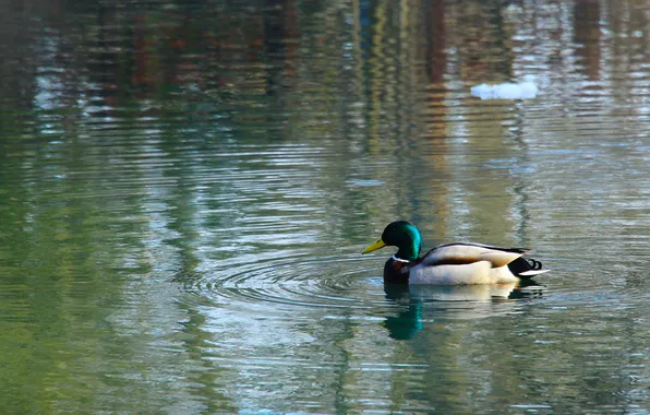 Bird, water, duck