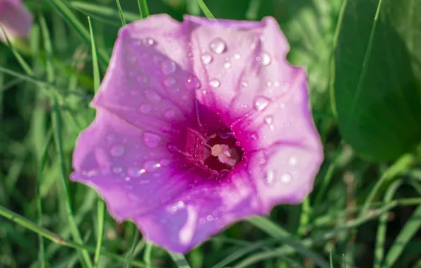 Green, flower, pink, cute, raindrop