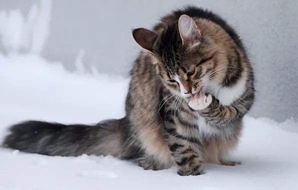 Картинка кот, снег, лапки, сидит, вылизывается
