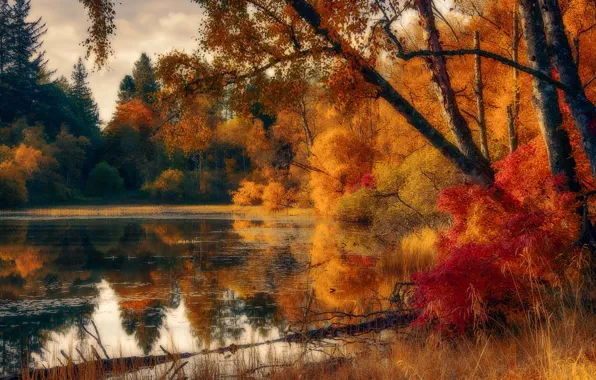 Осень, лес, озеро