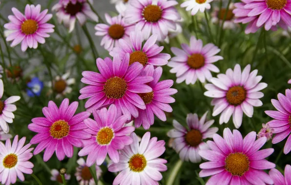 Картинка лето, луг, розовые