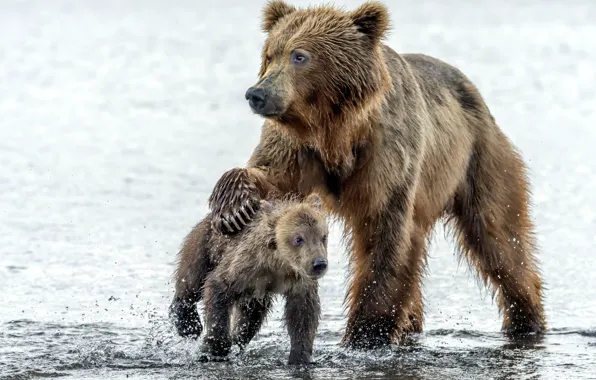 Вода, капли, медведь, медведи, медвежонок, мокрые, медведица