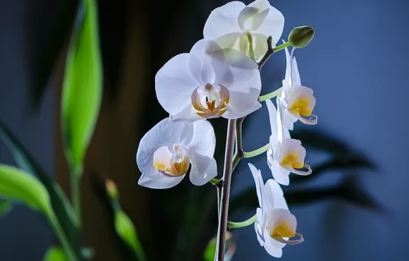 Макро, орхидея, фаленопсис