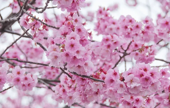 Картинка ветки, весна, сакура, цветение, pink, blossom, sakura, cherry