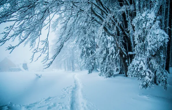 Зима, лес, снег, деревья, тропинка