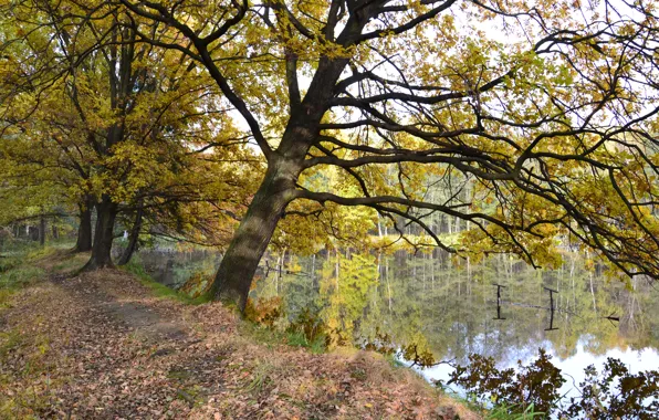 Картинка осень, озеро, Autumn, lake, fall