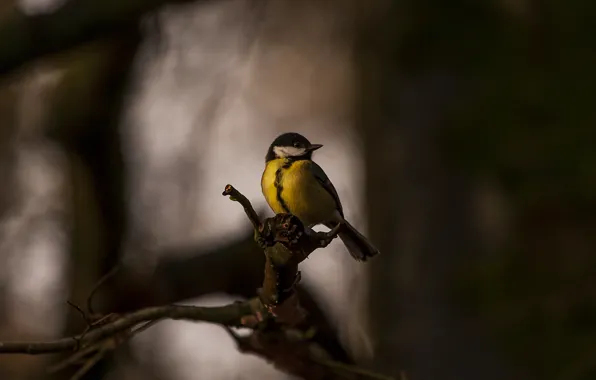 Картинка bird, tit, bluer
