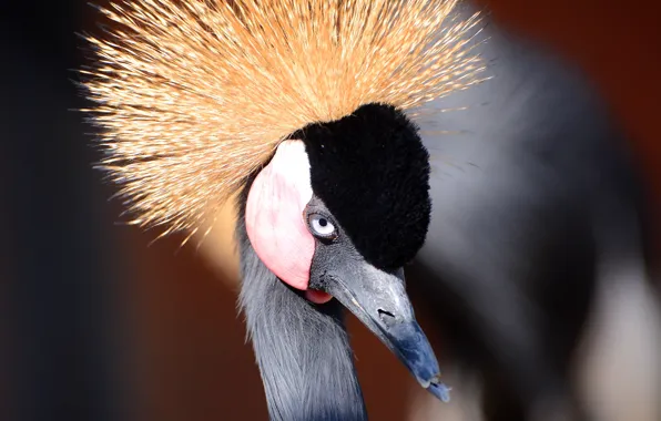 Bird, bokeh, eye, looks