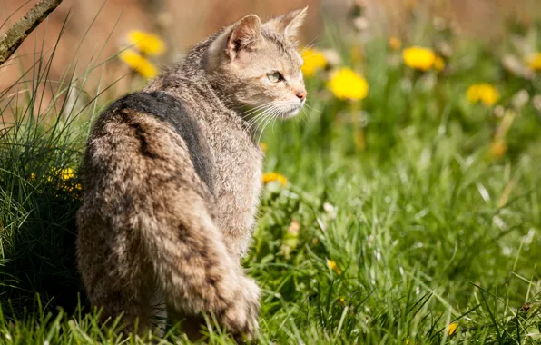 Картинка кошка, трава, солнце, профиль, лесной кот, дикий кот