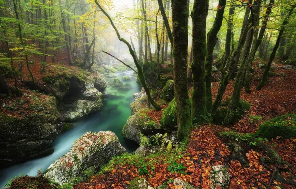 Trees, fog, stream, forrest
