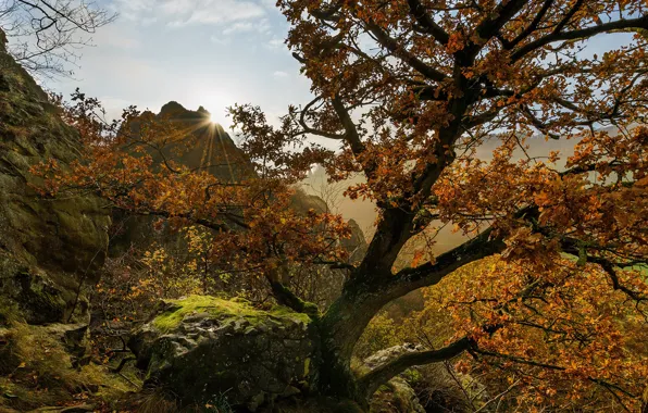 Картинка фото, Природа, Осень, Деревья, Германия, Камни, Мох, Hessen