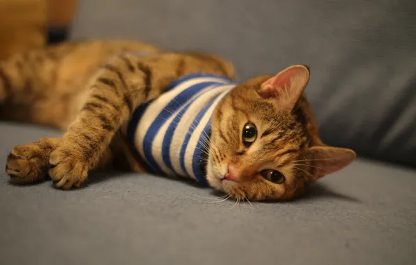 Кошка, кот, взгляд, полоски, диван, лапы, размытость, шарф