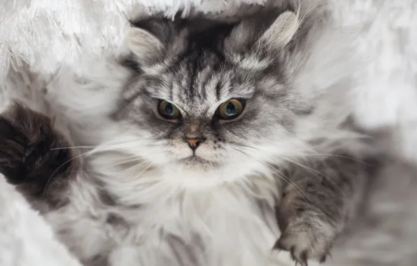 Кот, серый, злой