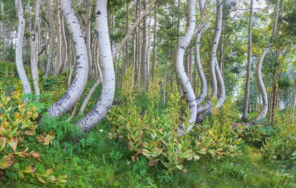 Лес, деревья, кривые