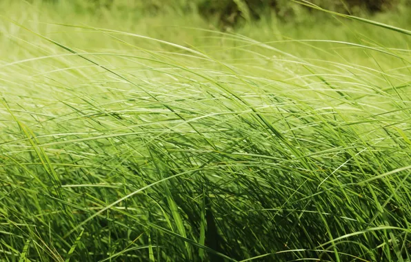 Картинка поле, трава, макро, природа, красота