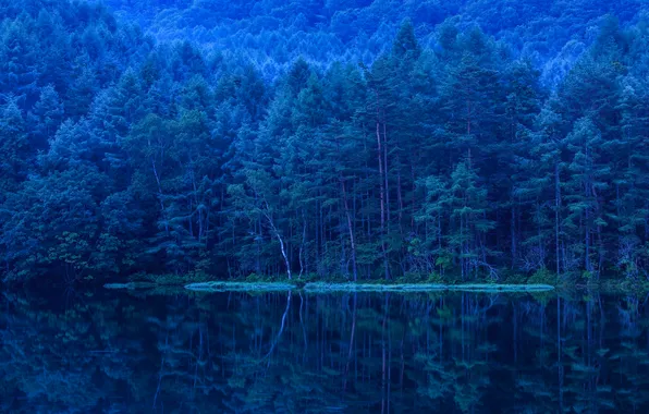 Лес, деревья, озеро, отражение