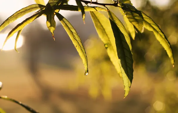 Листья, макро, природа