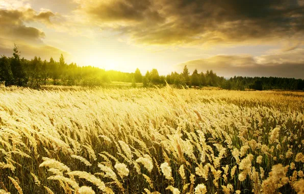 Картинка пшеница, поле, небо, природа, рассвет, колоски, золотые, Warm Sunrise