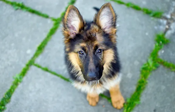 Картинка взгляд, Dog, German Shepherd