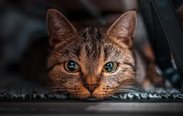Картинка кошка, взгляд, морда