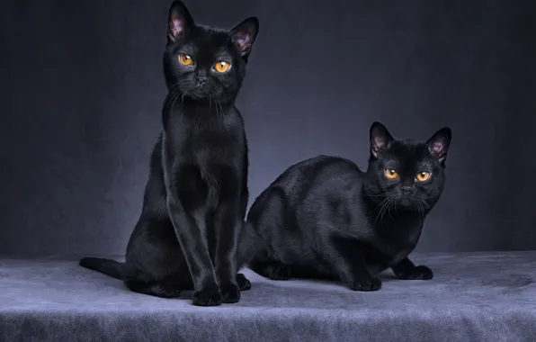 Кошка, кот, взгляд, кошки, темный фон, черный, коты, пара
