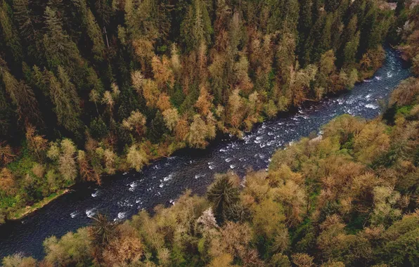 Картинка лес, деревья, пейзаж, природа, река, растения, вид сверху, поток воды